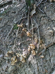 Physospermum cornubiense