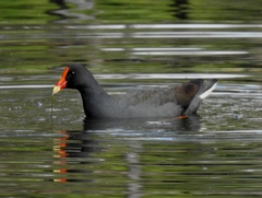 Gallinula tenebrosa