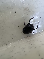 Anoplotrupes stercorosus