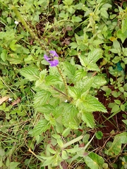 Verbenaceae