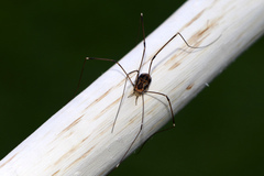 Leiobunum limbatum