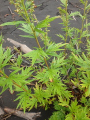 Artemisia vulgaris kamtschatica