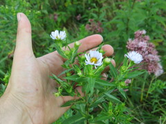 Symphyotrichum firmum