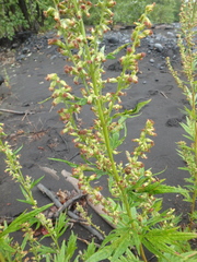 Artemisia vulgaris kamtschatica