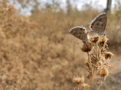 Leptotes plinius
