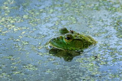 Lithobates catesbeianus