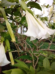 Brugmansia arborea