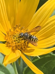 Paranthidium jugatorium