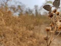 Leptotes plinius