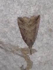 Hypena rostralis