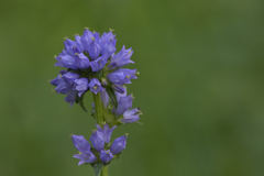 Campanula cervicaria