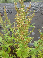 Artemisia vulgaris kamtschatica