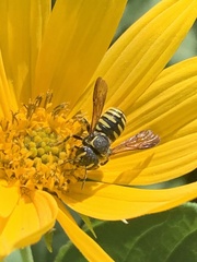 Paranthidium jugatorium