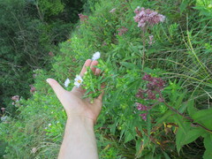 Symphyotrichum firmum