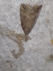 Hypena rostralis