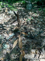 Cephalanthera damasonium