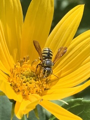 Paranthidium jugatorium