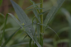Campanula cervicaria