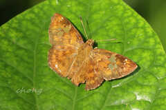 Pseudocoladenia dan