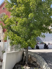 Liquidambar styraciflua