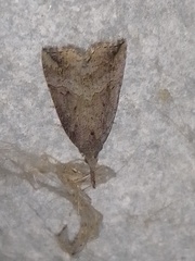 Hypena rostralis