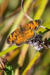 Phyciodes cocyta