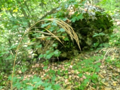 Bromus benekenii
