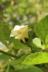 Momordica cochinchinensis