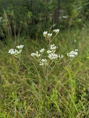 Eupatorium pilosum