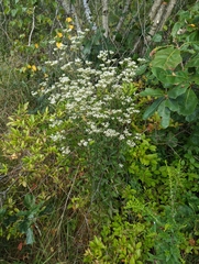 Eupatorium pilosum