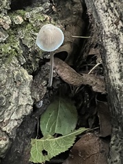 Mycena subcaerulea