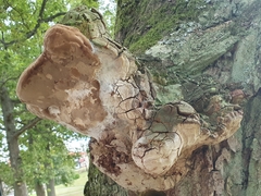 Fomitiporia robusta
