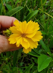 Coreopsis