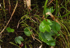 Ranunculus junipericola