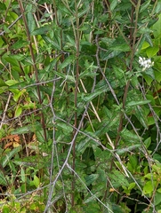 Eupatorium pilosum