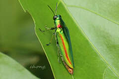 Chrysochroa rajah