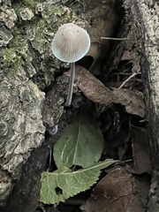 Mycena subcaerulea