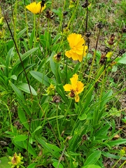 Coreopsis