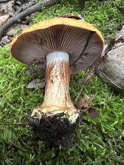 Cortinarius