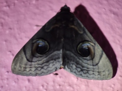 Spirama