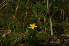Hypericum nagasawae