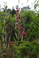 Veratrum formosanum