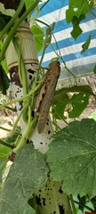 Anacridium aegyptium