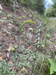 Spiranthes lacera gracilis