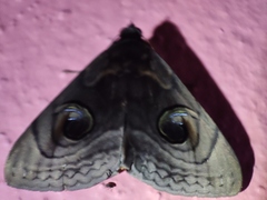Spirama