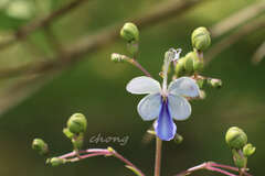Rotheca