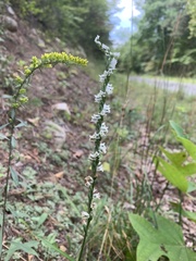 Spiranthes lacera gracilis