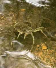 Faxonius virilis