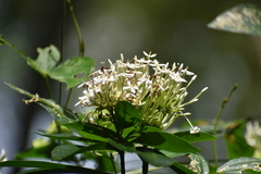 Ixora