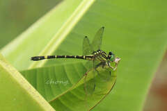 Gomphidae